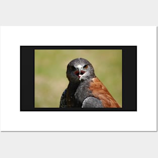 Harris Hawk Posters and Art